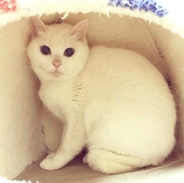 元保護猫・ミカヅキちゃん