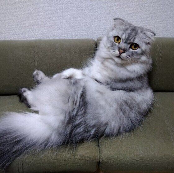 スコティッシュフォールドの福くん