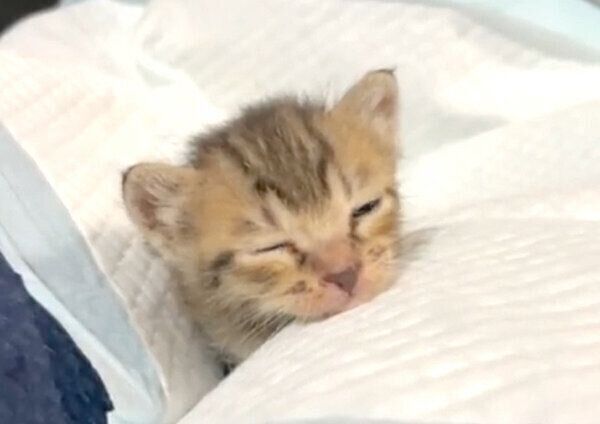 保護2日目にして、人の膝の上で寝落ちするあめちゃん