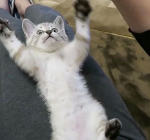 バンザイする猫