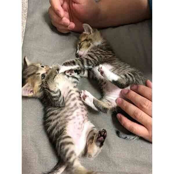 ゴロゴロするこんぶちゃんともずくくん