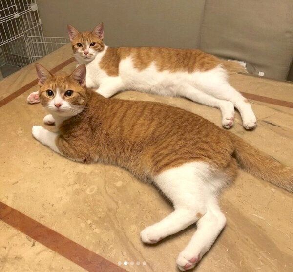 くつろぐむぎちゃん、みそちゃん