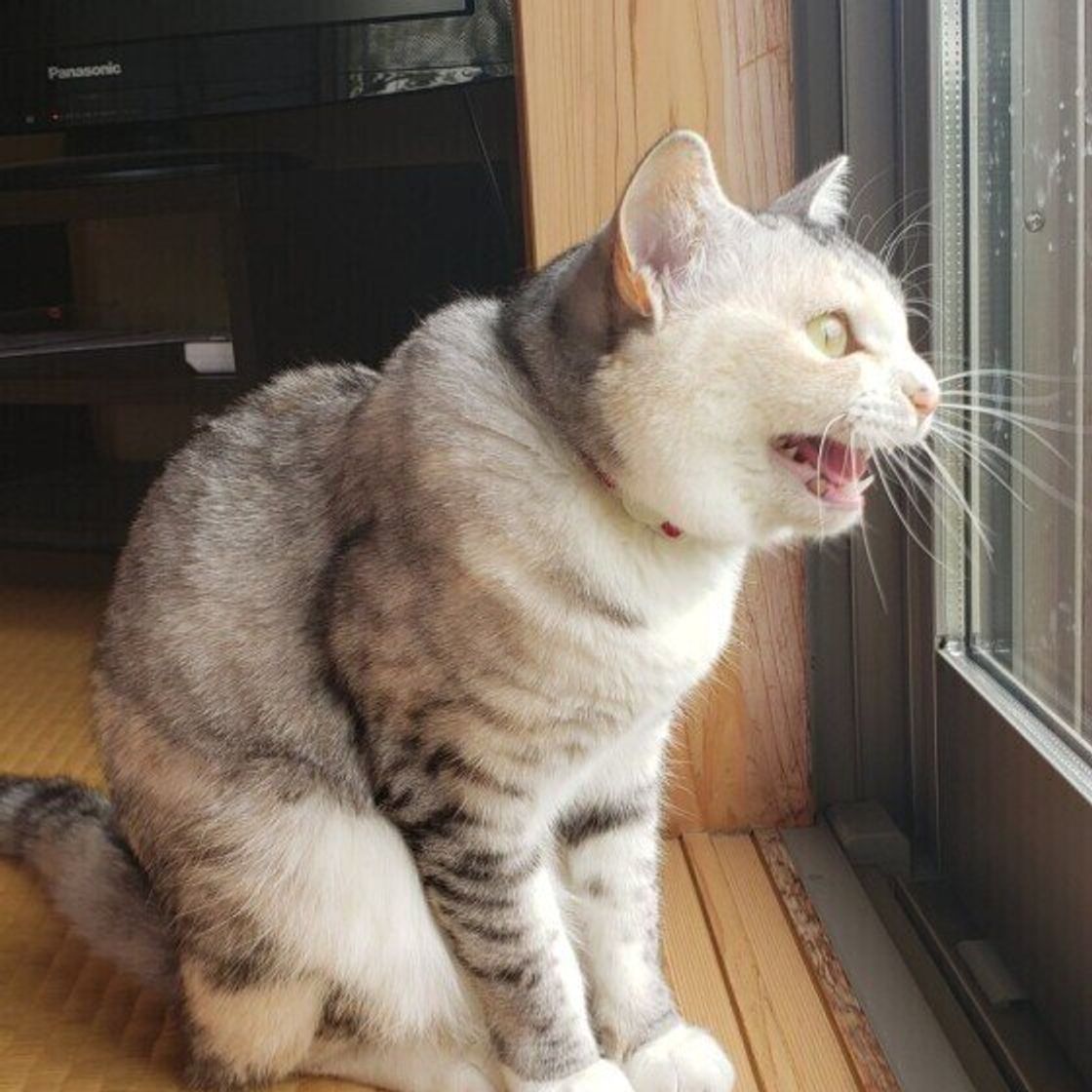 イカ耳 伏せ目 は要注意 猫が嫌がっているときに見せるしぐさ4つ ねこのきもちweb Magazine イカ耳 伏せ目 は要注意 猫が嫌がっているときに見せるしぐさ4つ ねこのきもちweb Magazine