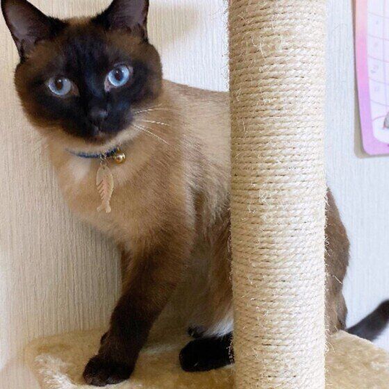 シャム猫のナギちゃん