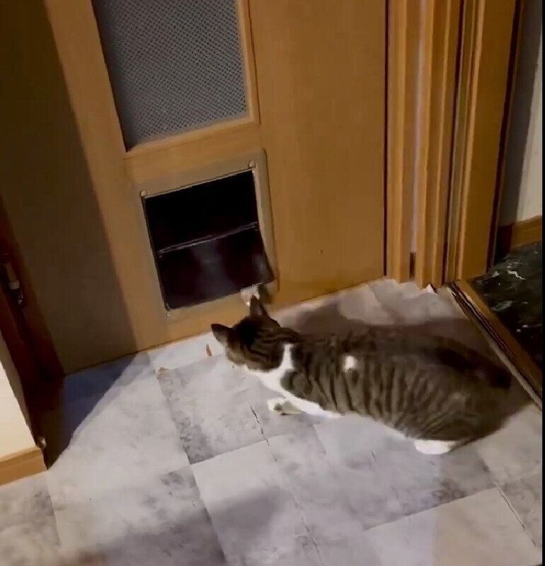 部屋に入ろうとするルビーちゃんとそれを阻止するさくらちゃん