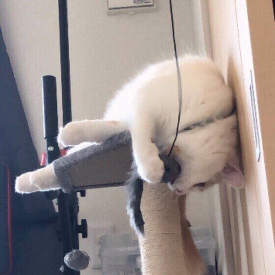 おもちゃで遊ぶスコティッシュフォールドの男の子