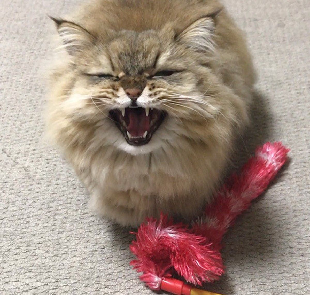 楽しいおもちゃで思わぬ事故に 愛猫が病院行きになったワケ ねこのきもちweb Magazine 楽しいおもちゃで思わぬ事故に 愛猫が病院行きになったワケ ねこのきもちweb Magazine