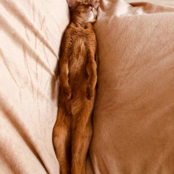 なが～いレンネくんの寝姿