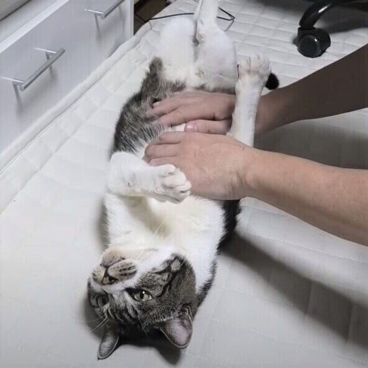 ケリケリしすぎてパパさんに擦り傷が 気まずくなり目をそらし続ける猫 ねこのきもちweb Magazine ケリケリしすぎてパパさんに擦り傷が 気まずくなり目をそらし続ける猫 ねこのきもちweb Magazine