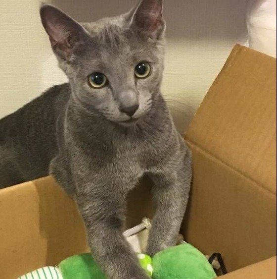 見つめるロシアンブルー