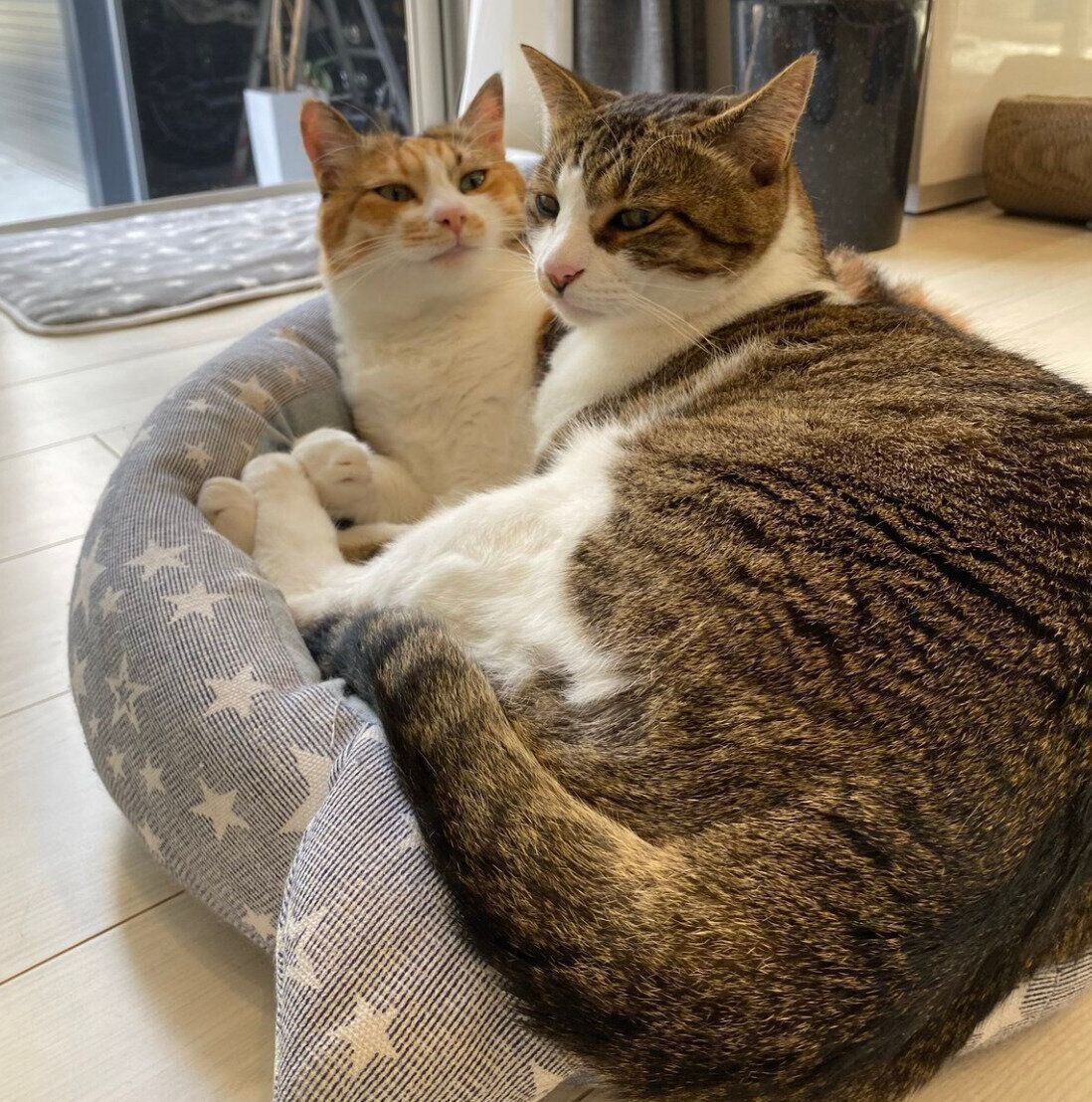 先住猫のミニくんと仲良しなハナちゃん