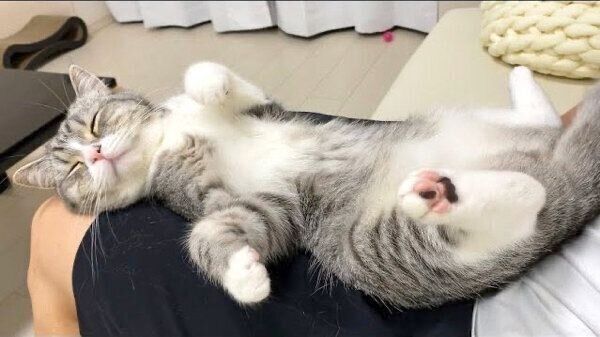 くつろぐもちまるくん