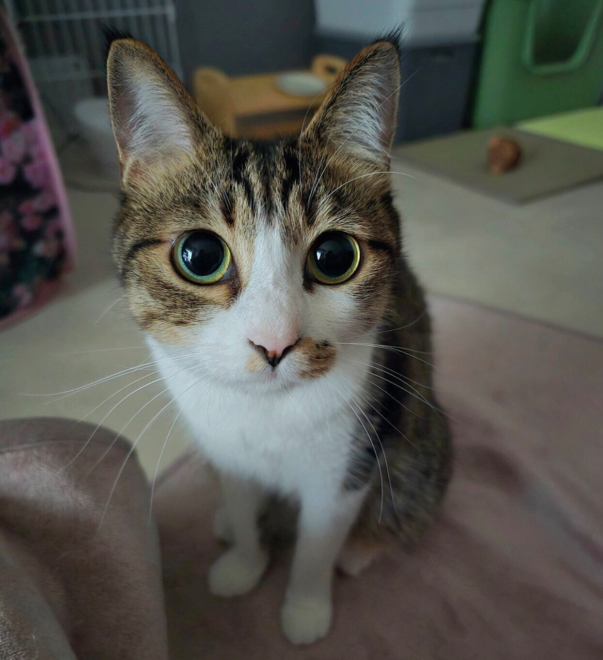 見つめるまりもちゃん