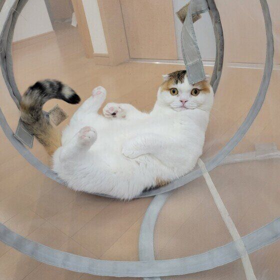 洗濯かごに入るスコティッシュフォールドのいくらちゃん