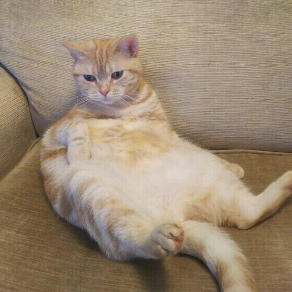 不思議でかわいい 猫のおもしろい ニャンポーズ をご紹介 ねこのきもちweb Magazine 不思議でかわいい 猫のおもしろい ニャンポーズ をご紹介 ねこのきもちweb Magazine