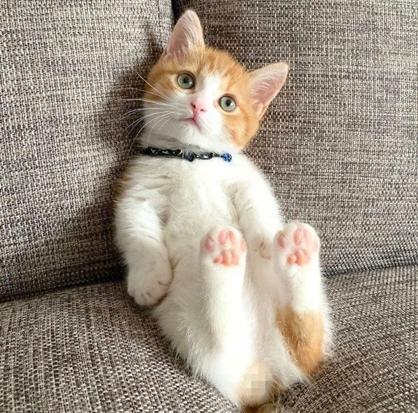 座るマンチカン