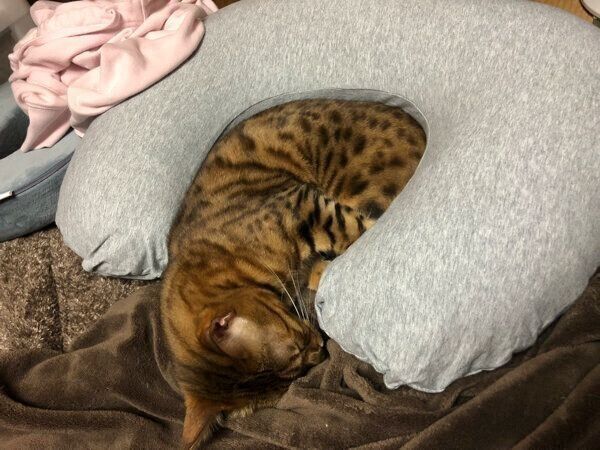 眠るざらめくん