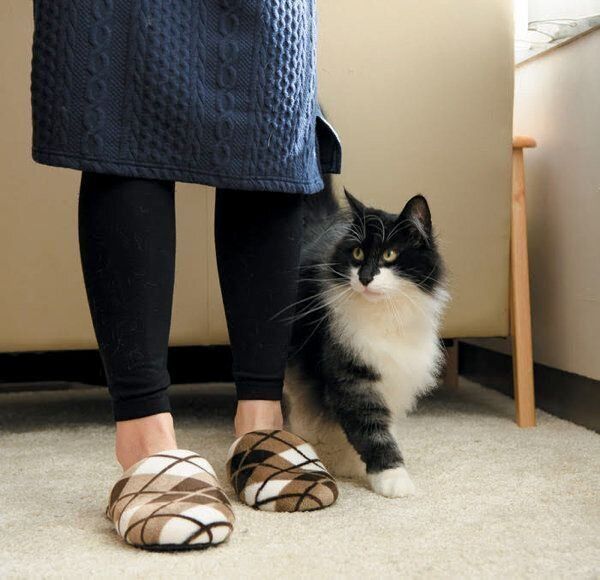 あなたと暮らす愛猫の世界には22の好きがあふれている