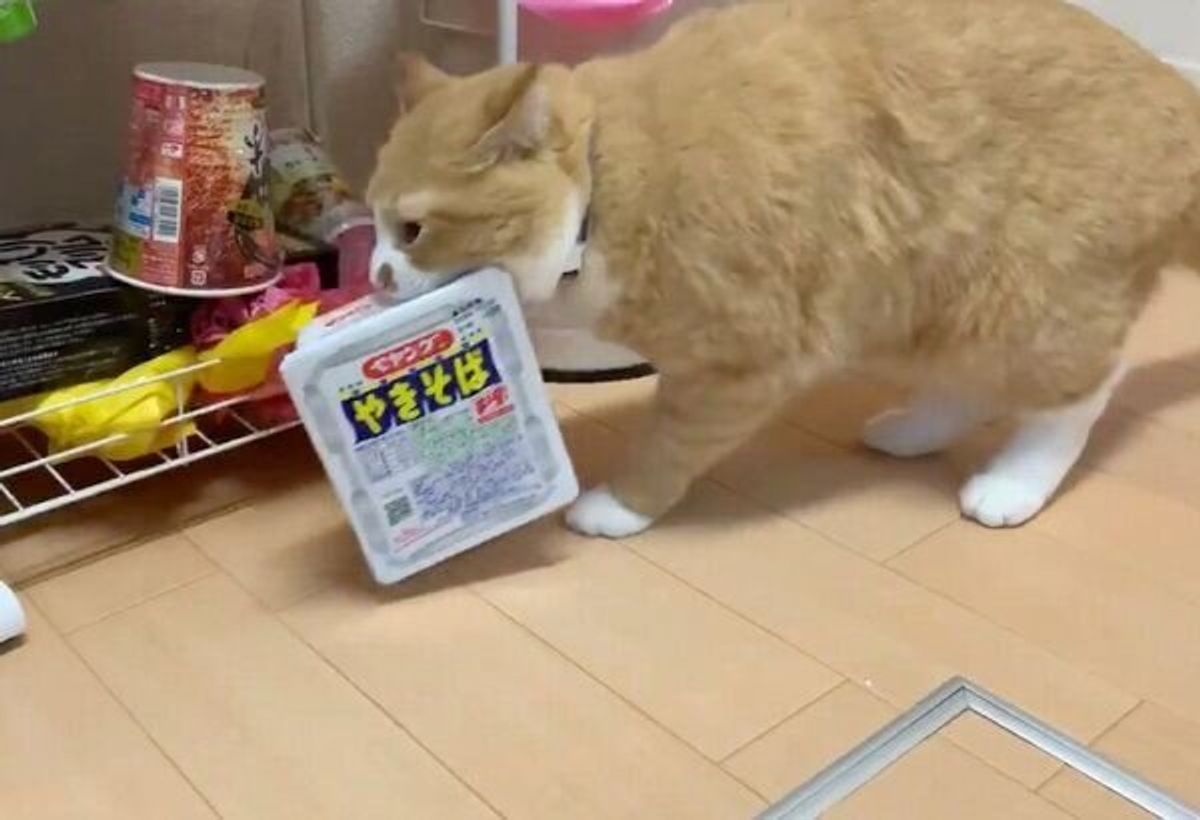 ペヤング泥棒の猫 犯行の一部始終が完全にプロの手口だった ねこのきもちweb Magazine ペヤング泥棒の猫 犯行の一部始終が完全にプロの手口だった ねこのきもちweb Magazine