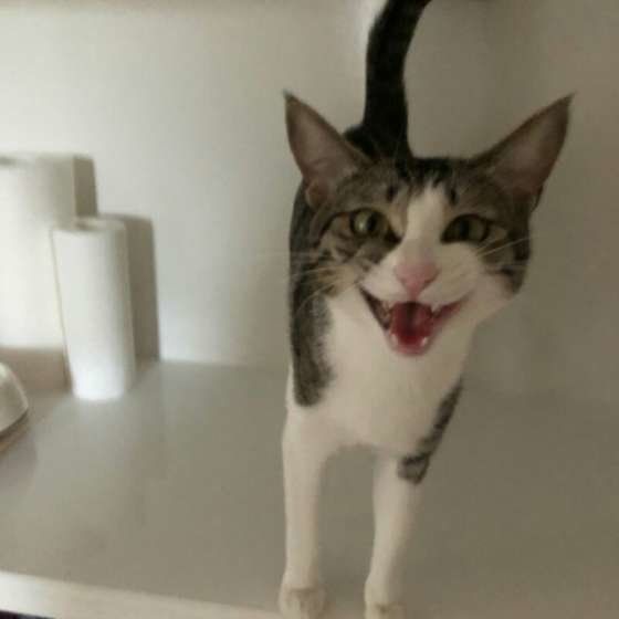 エサを欲しがって鳴く猫