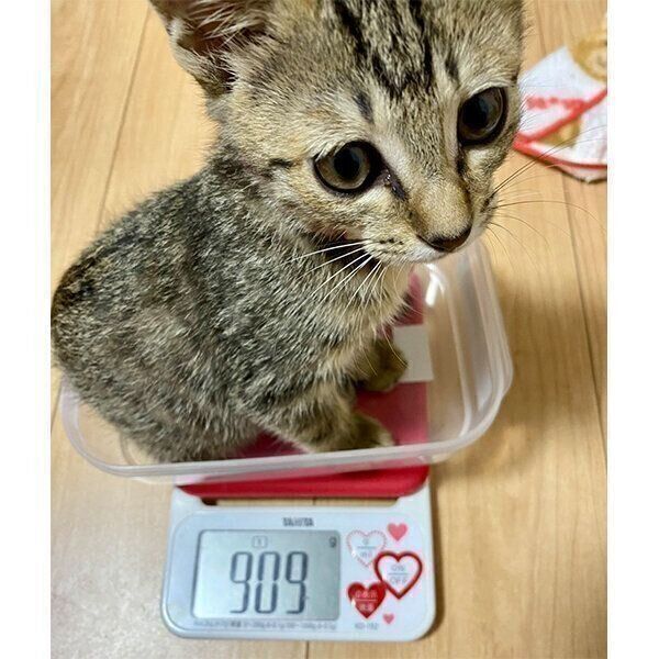 飼い主さんの家に来て1カ月が経過。「440g→900g」とスクスク成長中！