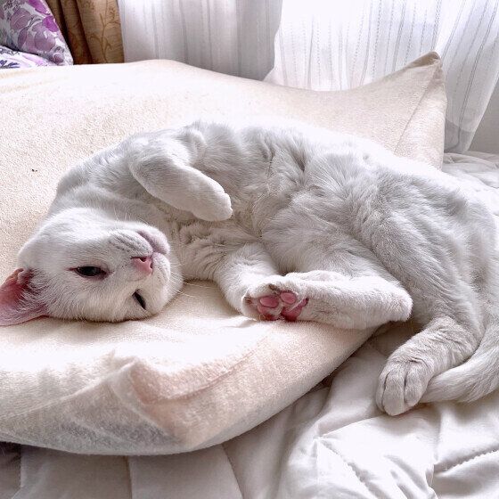 白のソラちゃんくん