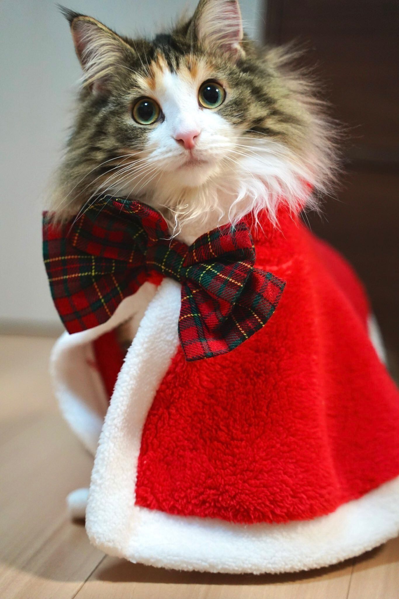 見つめるあんみつちゃん