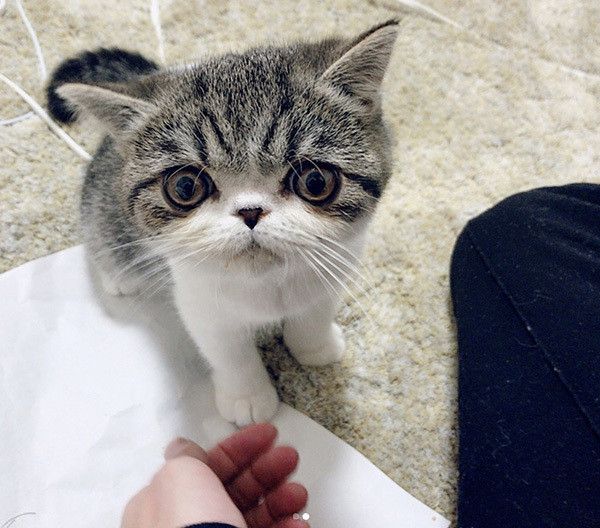 見つめるエキゾチックショートヘアー