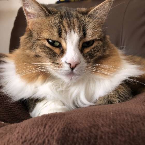 目を細めるノルウェージアンフォレストキャット