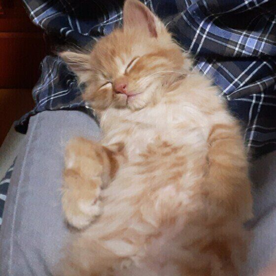 茶トラMIXのポノくんのスヤスヤ