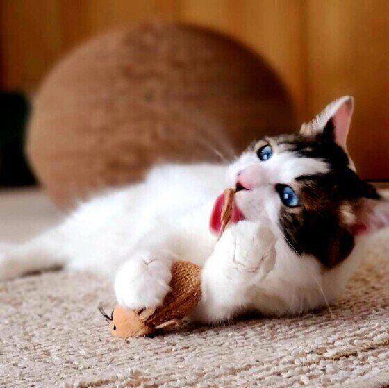 遊ぶMIXの女の子