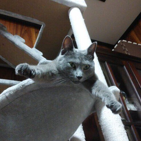 ロシアンブルーの露くん