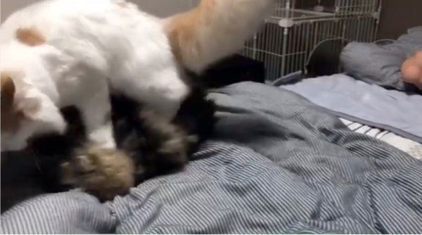 プロレスをするラガマフィンとスコティッシュフォールド