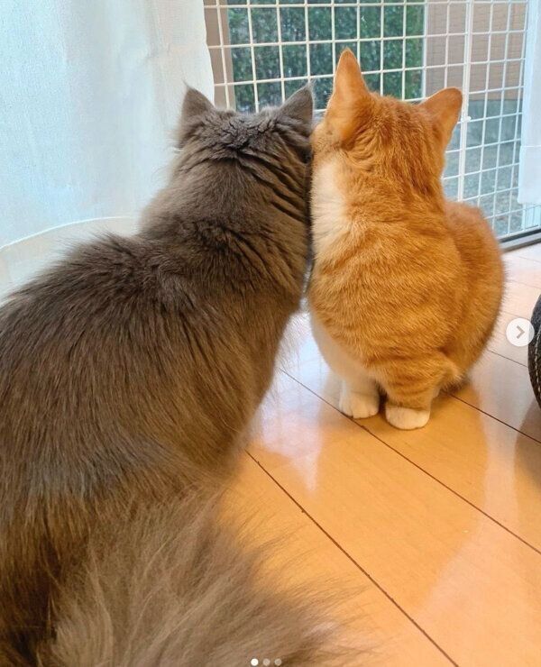 くっつくウニちゃん、アオくん