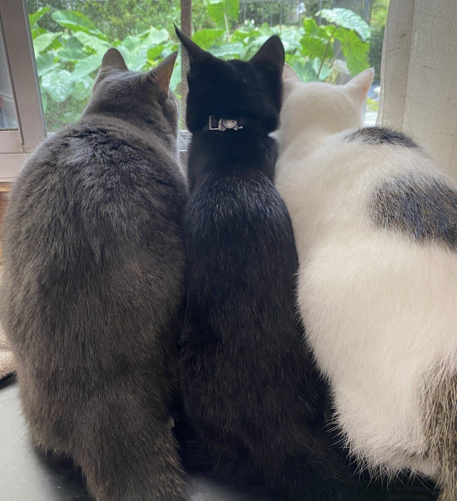 全員集合で“ニャルソック”