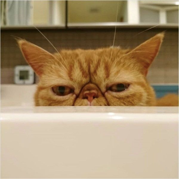 何か言いたげニャンコ