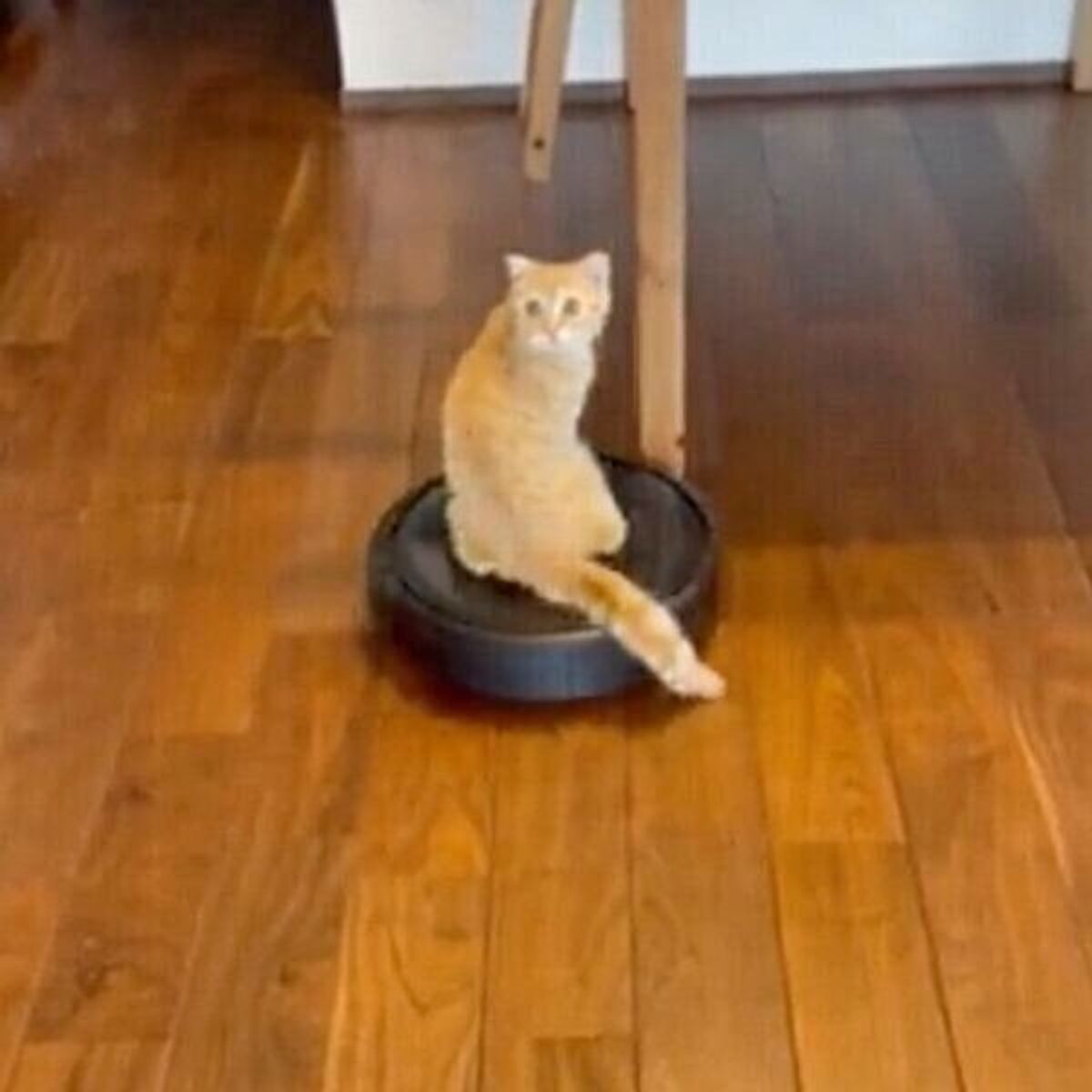 ロボット掃除機に乗ったままフレームアウトしていく猫 誘拐される様子がシュールで笑える ねこのきもちweb Magazine ロボット掃除機に乗ったままフレームアウトしていく猫 誘拐される様子がシュールで笑える ねこのきもちweb Magazine