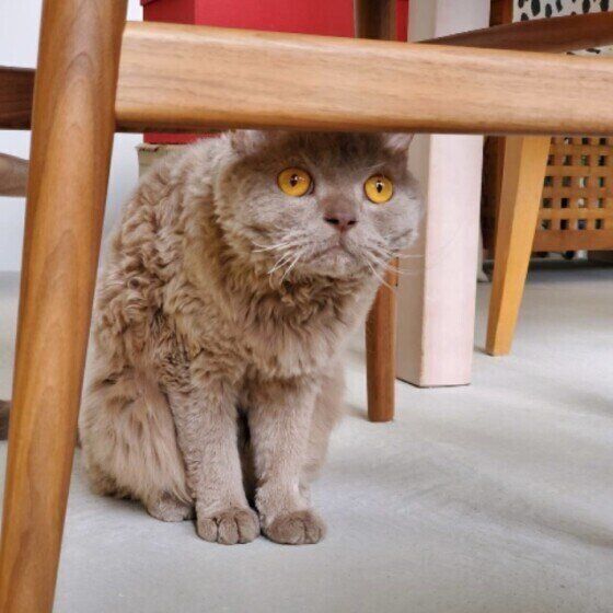 セルカーク・レックスのFIKAくん