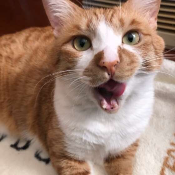 鳴いている茶トラのセナちゃん