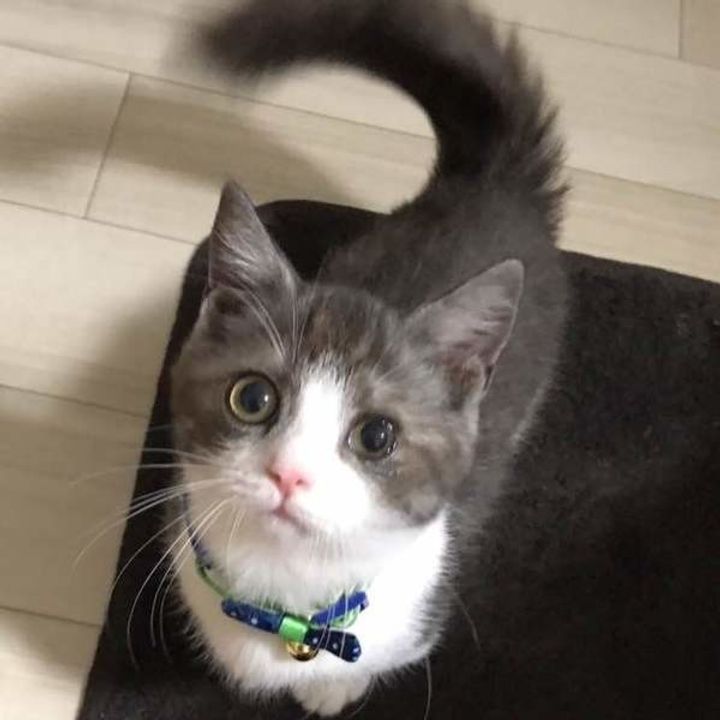 猫の気持ち 猫の心と体 ねこのきもちweb Magazine 猫の気持ち 猫の心と体 ねこのきもちweb Magazine