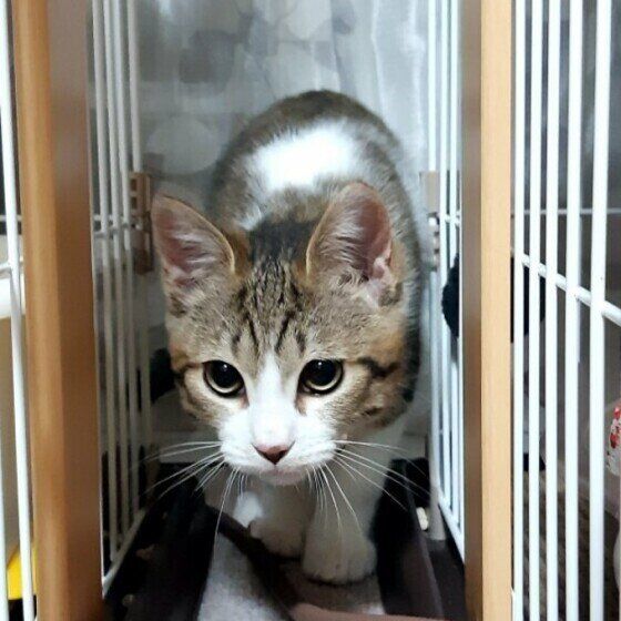 キジトラの虎太郎ちゃん