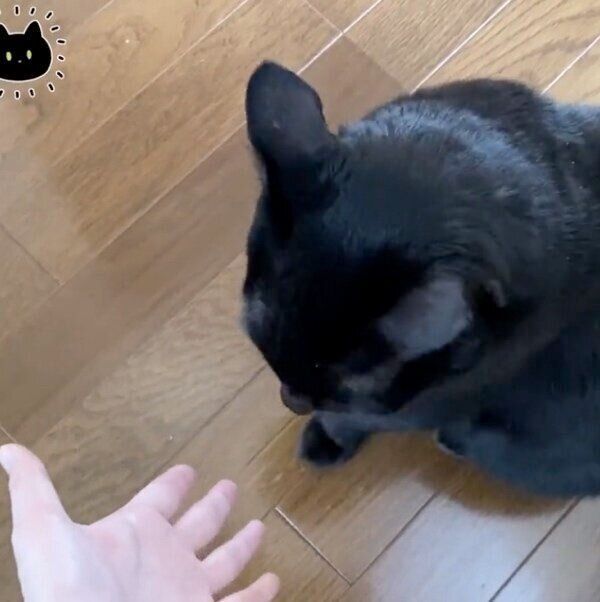 飼い主さんの手を見つめるろんさん