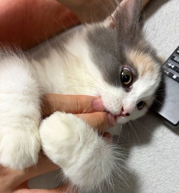 飼い主さんの指を吸うかもめちゃん