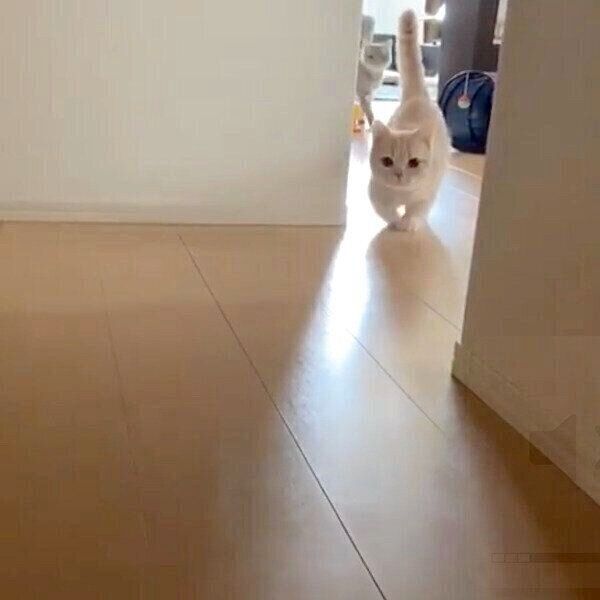 帰宅した飼い主さんを出迎えるむぎくんとあおちゃん