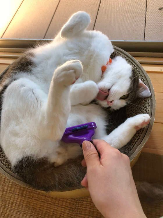 ブラッシングが気持ちよさそうな猫