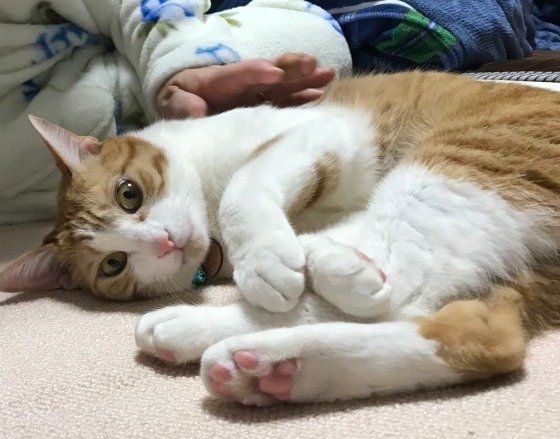 ごろりん♪くつろぐラッキーくん！