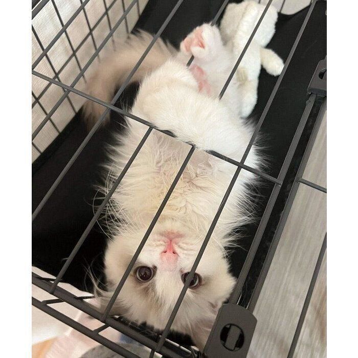 ケージにしがみつくはんぺんくん