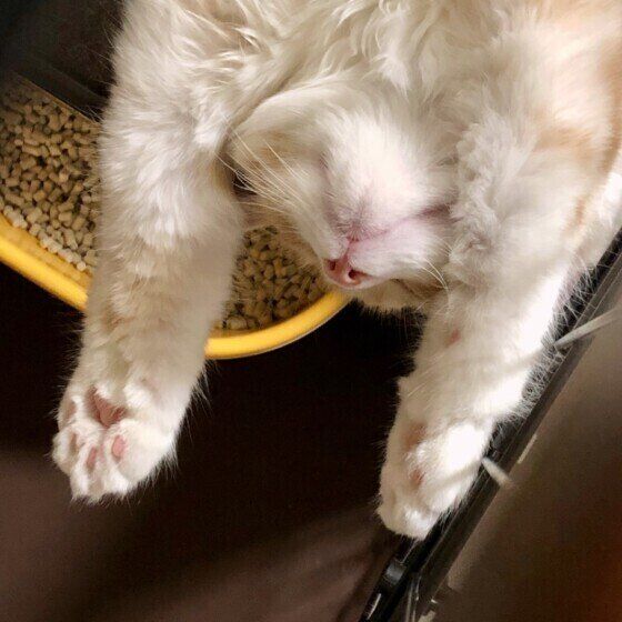 バンザイ寝をするマンチカン