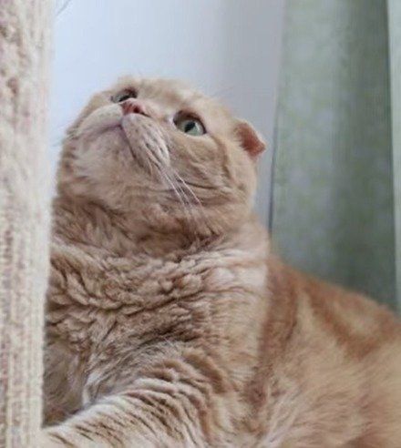 ぶら下がるネズミが気になる　がんもちゃん