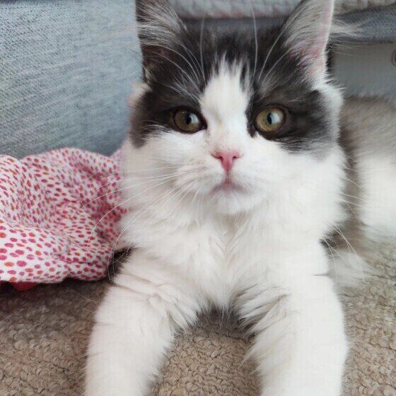 見つめるラガマフィン